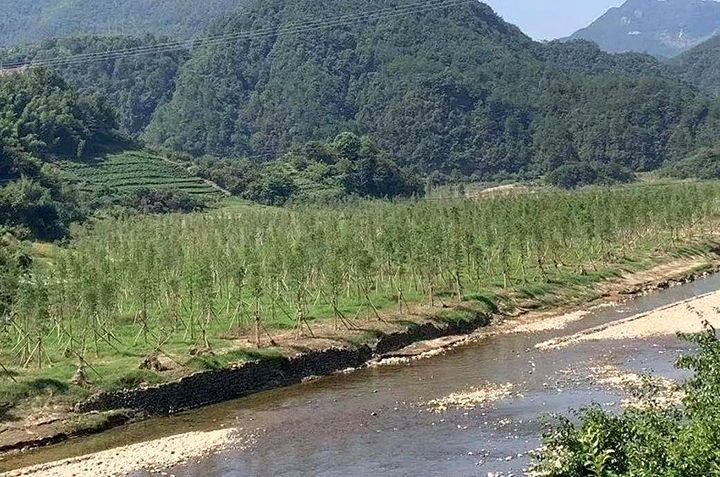 03新昌县长诏水库水源地水土流失治理前后对比s.jpg