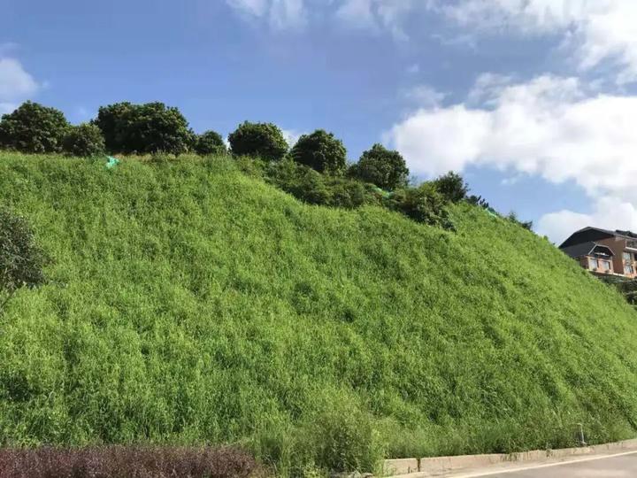 07温州市珊溪水库水源地（泰顺）边坡整治前后对比.jpeg