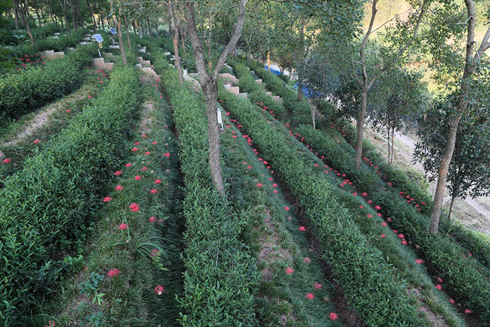 1647365624103835.jpg 3茶园套种石蒜花.jpg