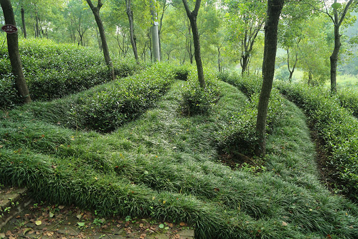 1647365649597926.jpg 4茶园梯壁套种麦冬.jpg