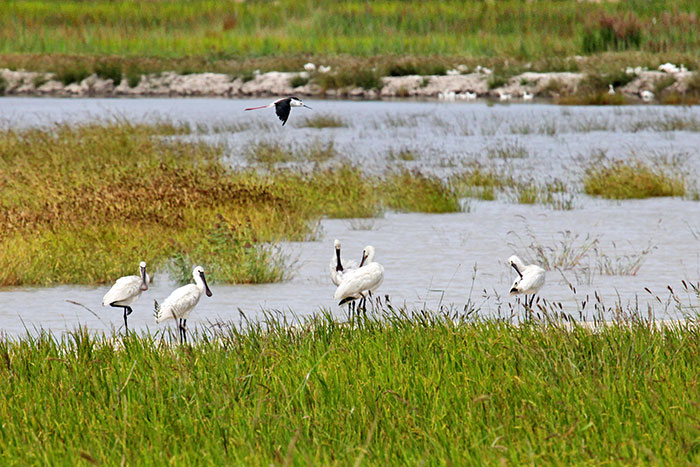 1647376451572236.jpg 1吉林省通榆水土保持科技示范园-湿地恢复效果.jpg