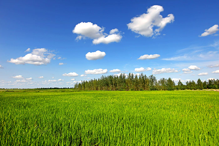 1647376503107123.jpg 3吉林省通榆水土保持科技示范园-盐碱地稻田治碱试验区.jpg