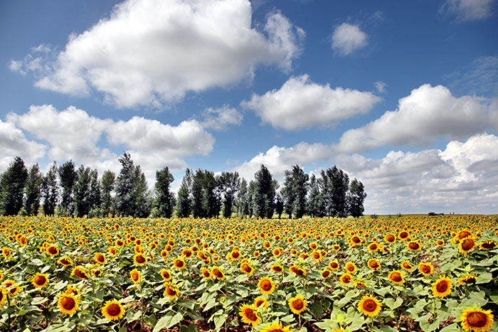 1647376522403078.jpg 4吉林省通榆水土保持科技示范园-风蚀沙地治理效果.jpg
