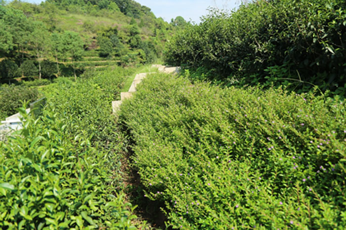 1647437340100840.jpg 茶园套种萼距花.jpg