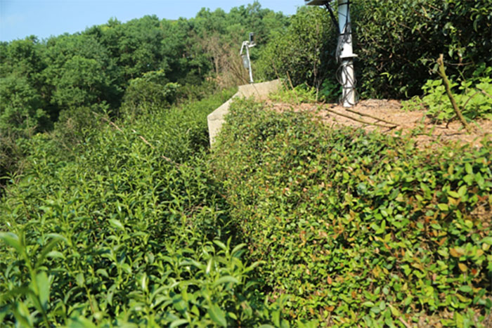 1647437358121822.jpg 茶园套种络石.jpg