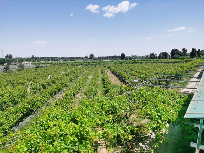 1647519621921310.jpg 5特色产业.jpg