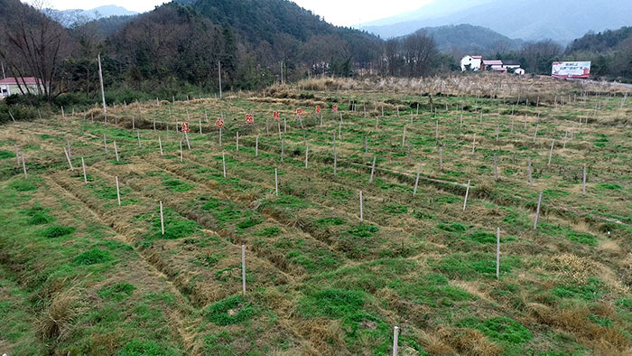 1647520674938394.jpg 6经济林.jpg