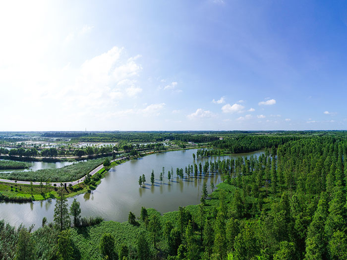 1647525698451962.jpg 2河道林木.jpg