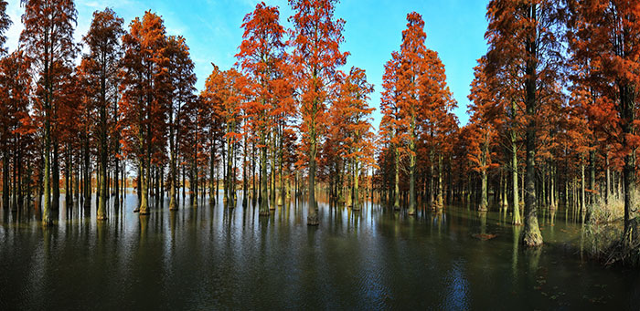 1647525736528430.jpg 4青西公园.jpg