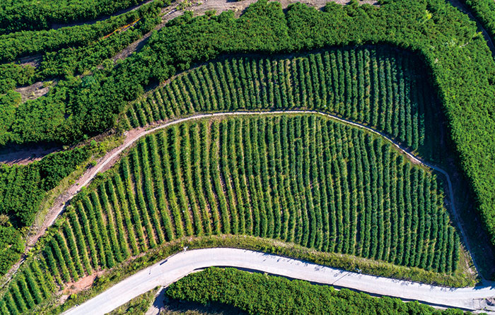 1647528668961889.jpg 6紫金山茶园现状图.jpg