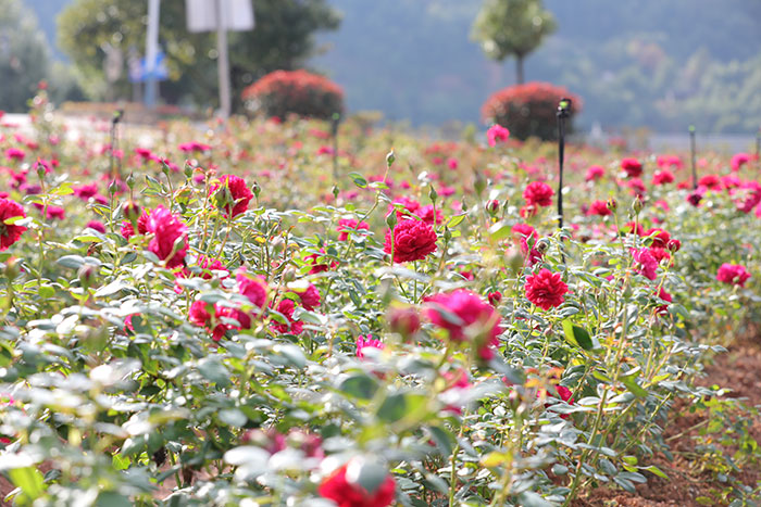 1647528683894501.jpg 7玫瑰园1.jpg