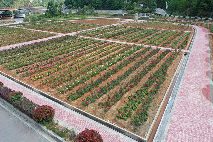 1647528697448821.jpg 8玫瑰园2.jpg