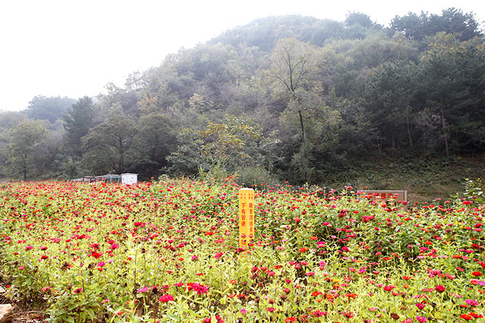 1647708093296058.jpg 5延庆大壮科乡管道作业带美化工程.jpg