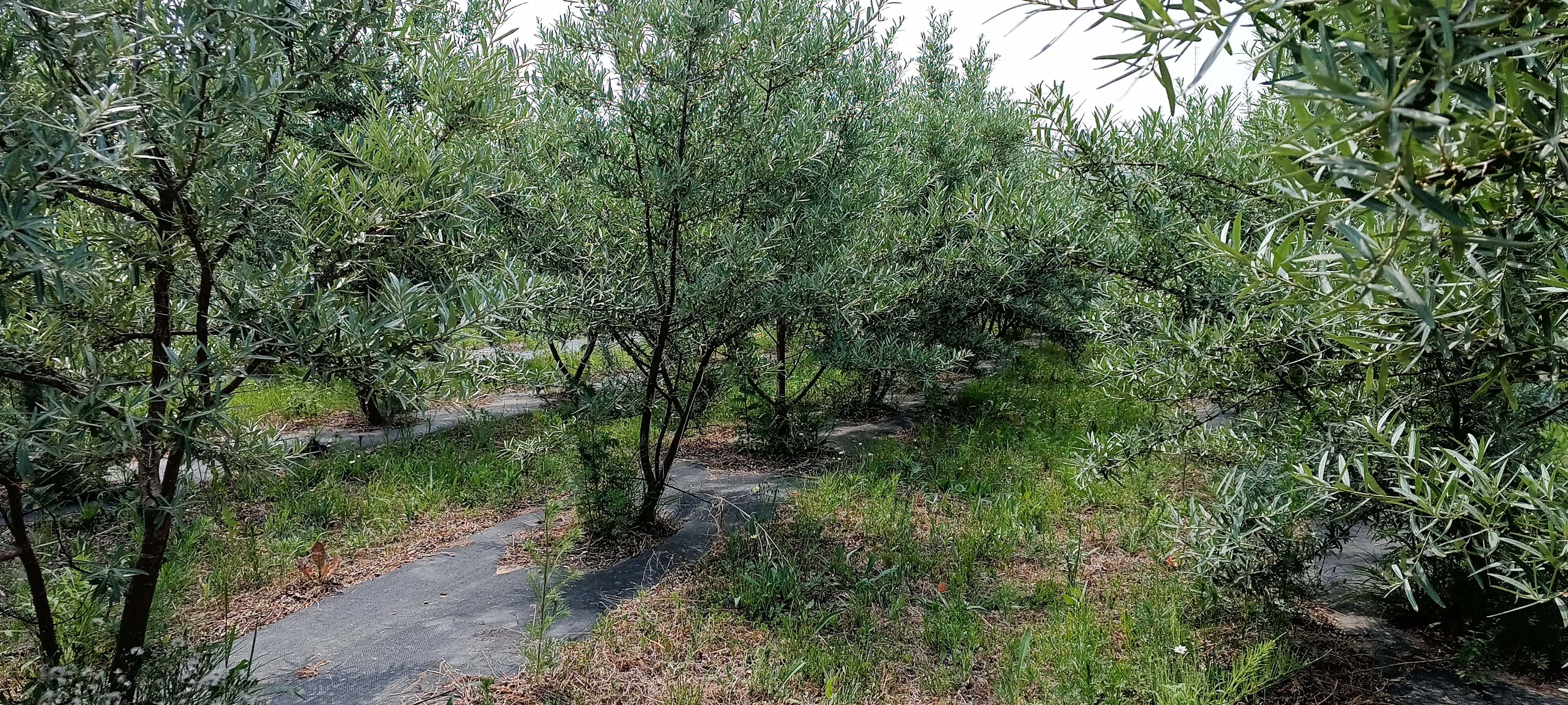 1687667745919374.jpg
